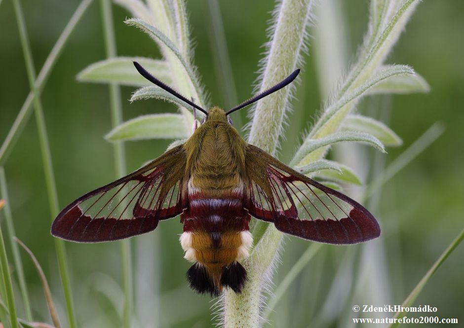 Broad-bordered Bee Hawk-moth, Hemaris fuciformis (Butterflies, Lepidoptera)